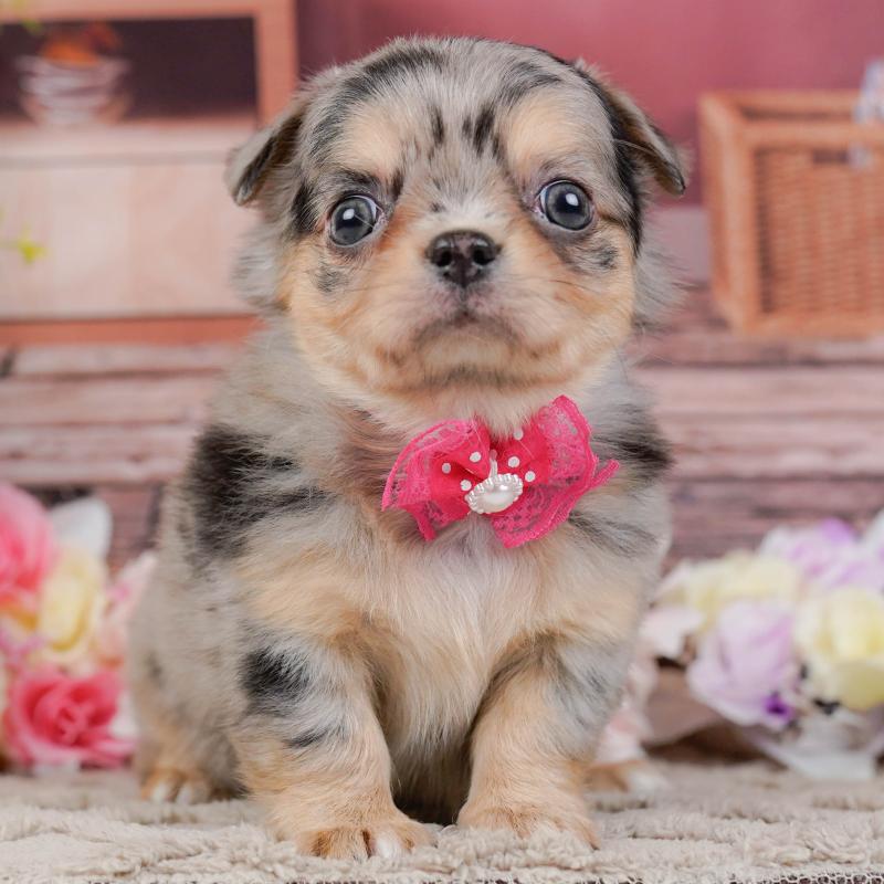 販売中の神奈川県のチワワ(ロングコート)-441121の1枚目