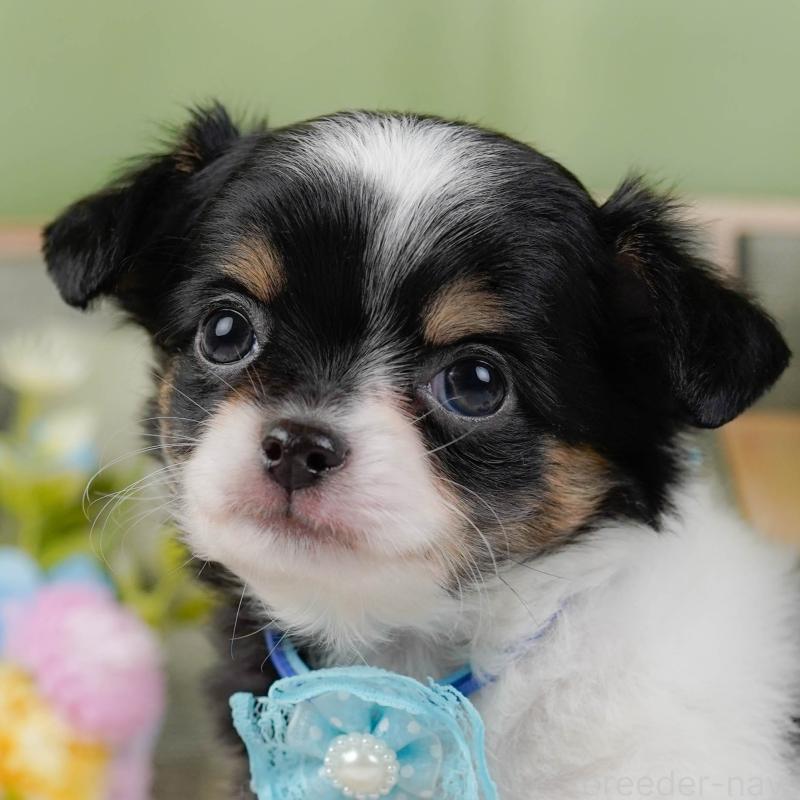 販売中の神奈川県のチワワ(ロングコート)-441124