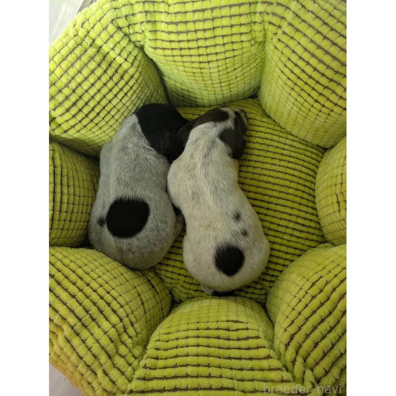 販売中の千葉県のジャーマンポインター-441123の3枚目