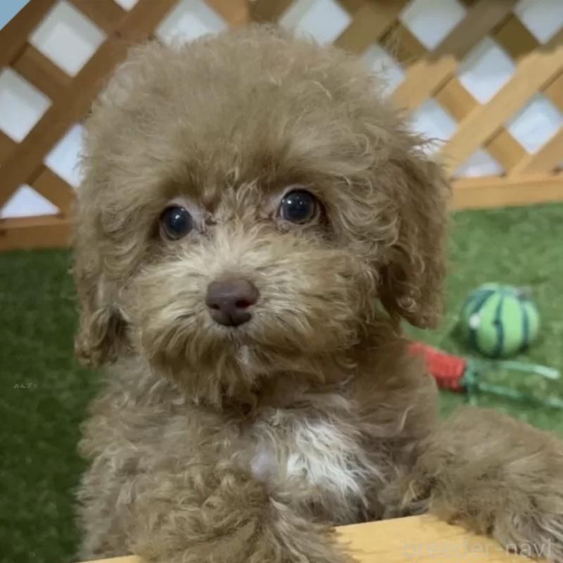 成約済の沖縄県のトイプードル-441125の1枚目