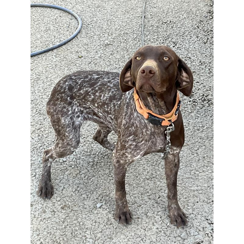 販売中の千葉県のジャーマンポインター-441120の2枚目