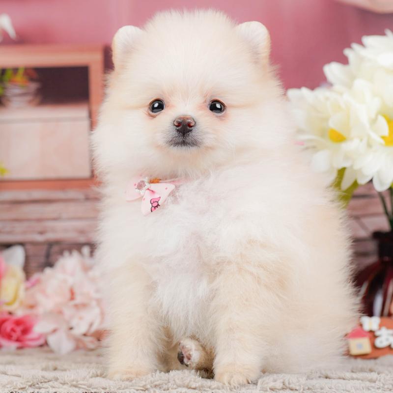 販売中の神奈川県のポメラニアン-441126の1枚目