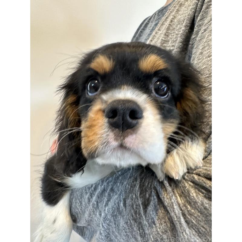 販売中の埼玉県のキャバリアキングチャールズスパニエル-433055の5枚目