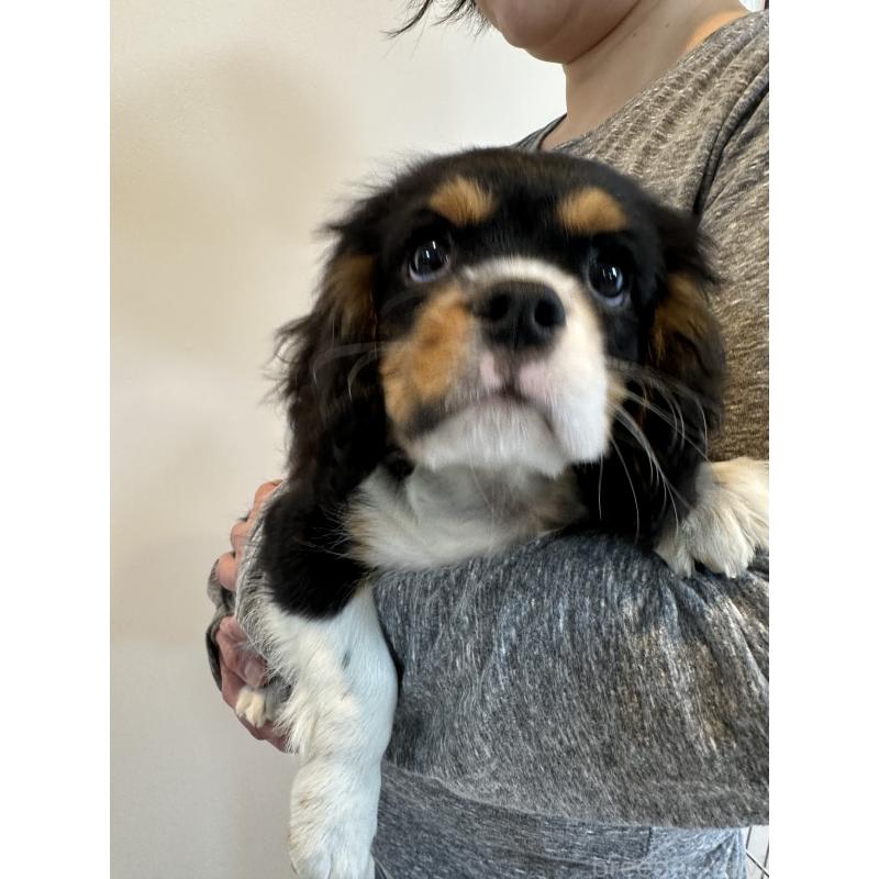 販売中の埼玉県のキャバリアキングチャールズスパニエル-433055の3枚目