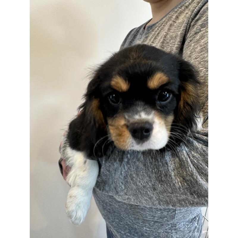 販売中の埼玉県のキャバリアキングチャールズスパニエル-433055の2枚目