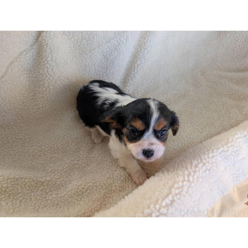 商談中の埼玉県のキャバリアキングチャールズスパニエル-433043の2枚目