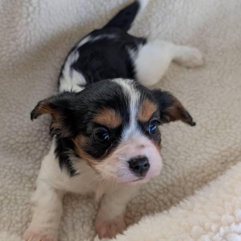 商談中の埼玉県のキャバリアキングチャールズスパニエル-433043