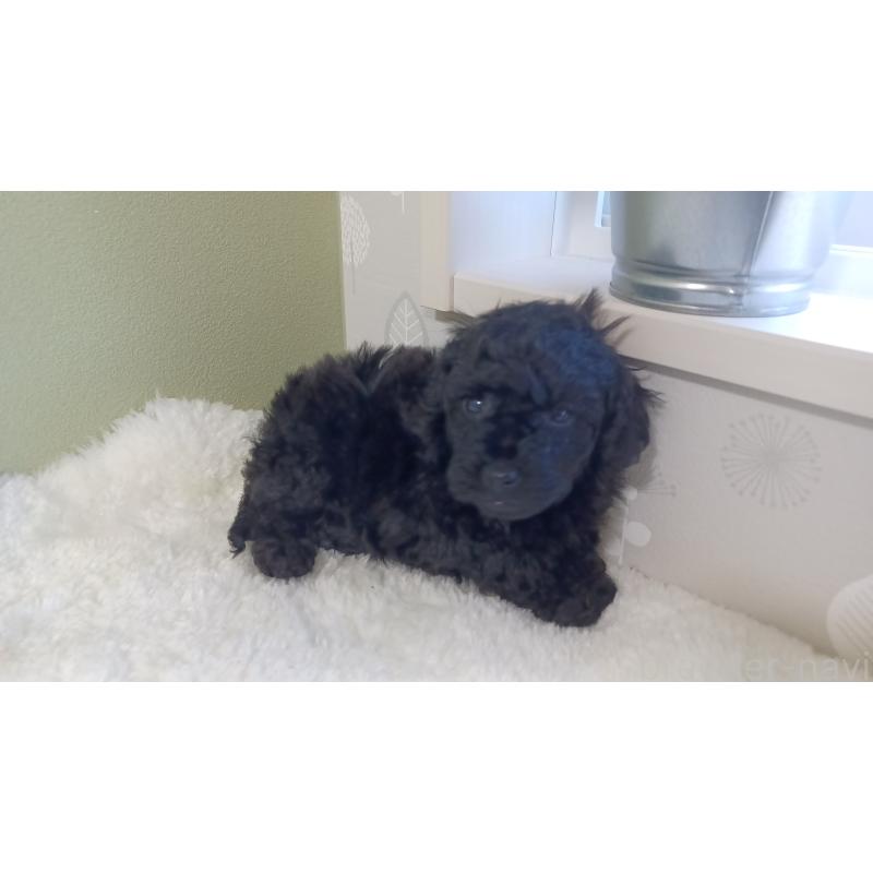 成約済の大阪府のトイプードル-441127の4枚目