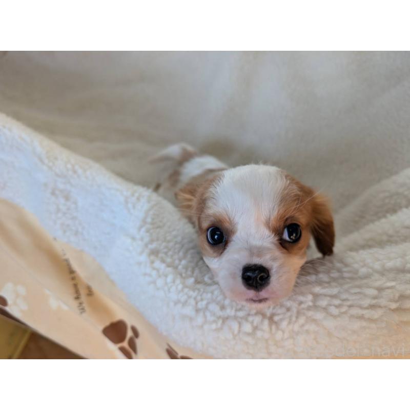 販売中の埼玉県のキャバリアキングチャールズスパニエル-433011の3枚目