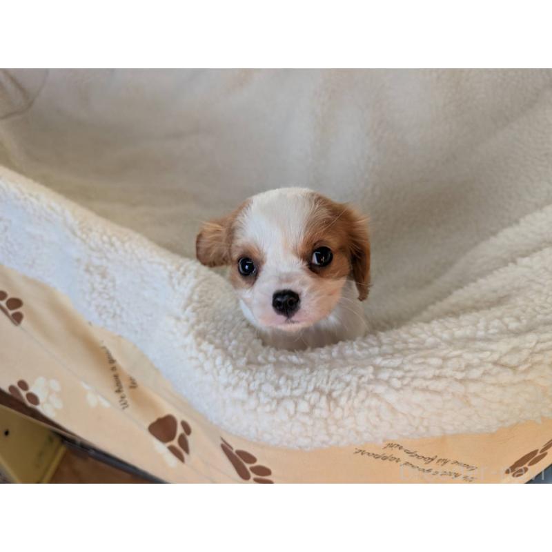 販売中の埼玉県のキャバリアキングチャールズスパニエル-433011の2枚目