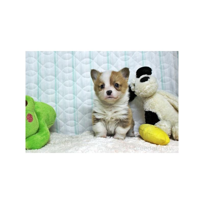 販売中の栃木県のウェルシュコーギーペンブローク-441128