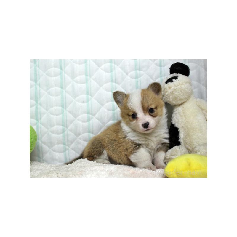 販売中の栃木県のウェルシュコーギーペンブローク-441128の4枚目