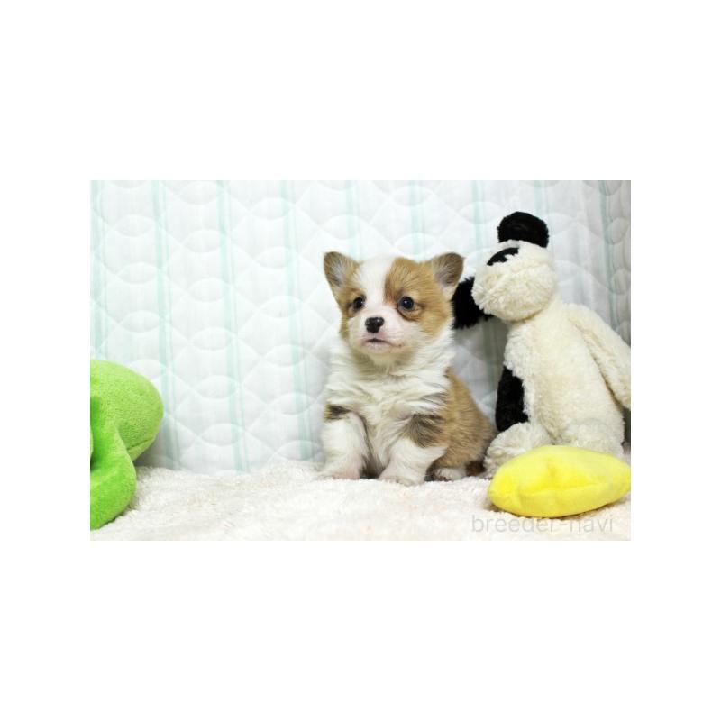 販売中の栃木県のウェルシュコーギーペンブローク-441128の5枚目