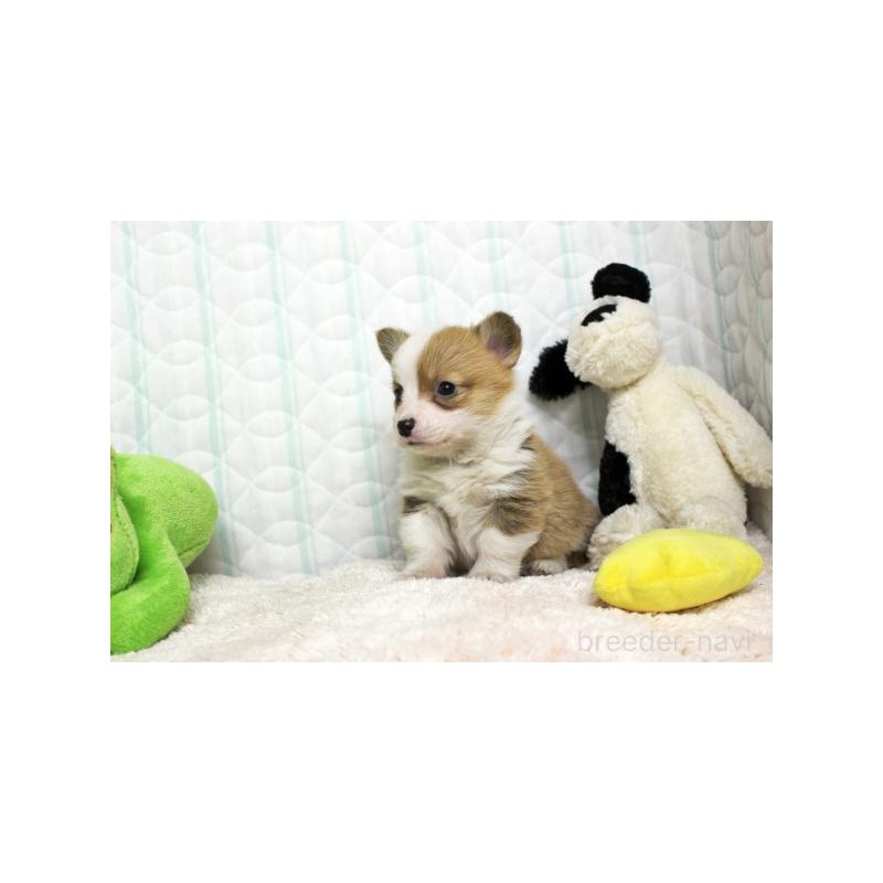 販売中の栃木県のウェルシュコーギーペンブローク-441128の3枚目