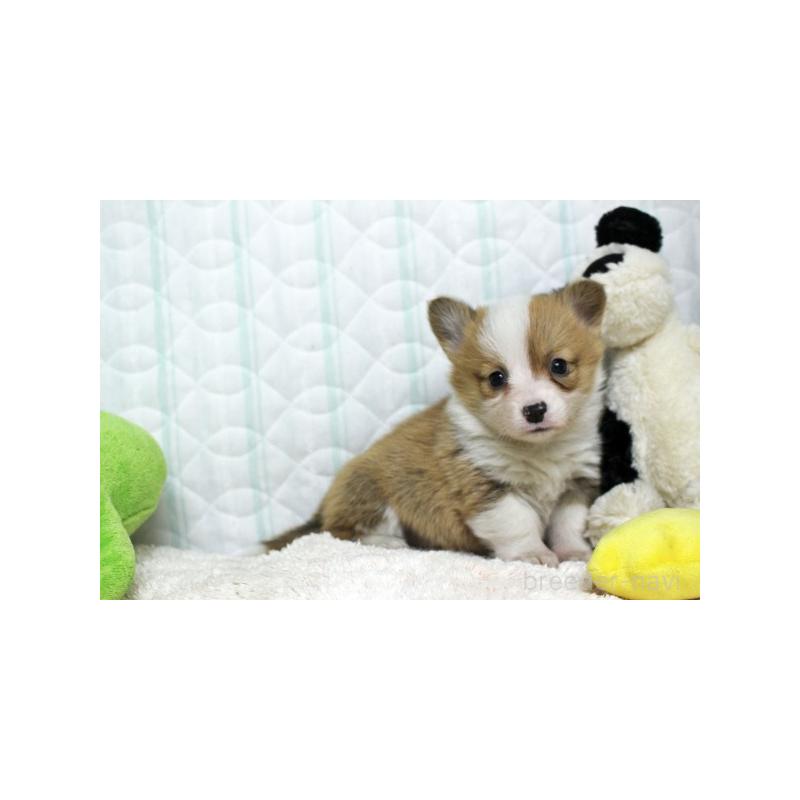 販売中の栃木県のウェルシュコーギーペンブローク-441128の2枚目