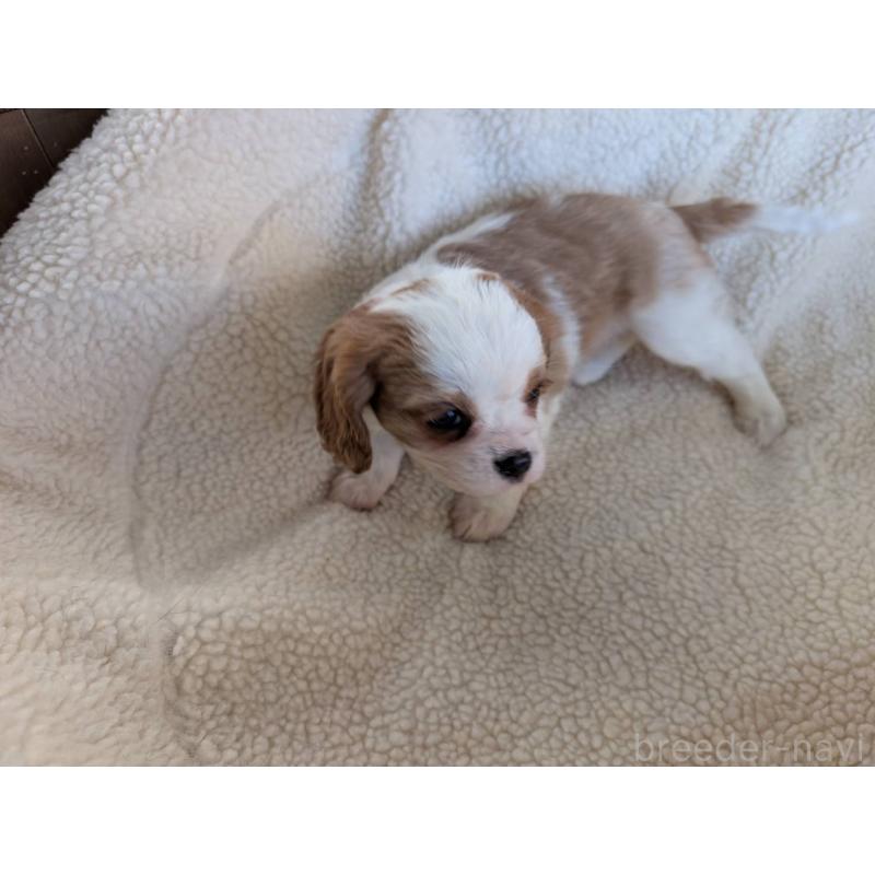 販売中の埼玉県のキャバリアキングチャールズスパニエル-433003の4枚目