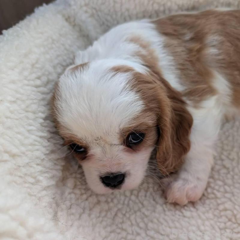 販売中の埼玉県のキャバリアキングチャールズスパニエル-433003の3枚目