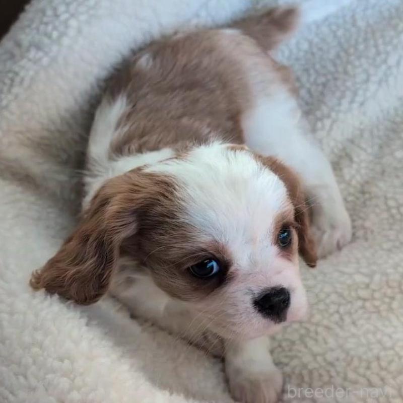 販売中ののキャバリアキングチャールズスパニエル-433003