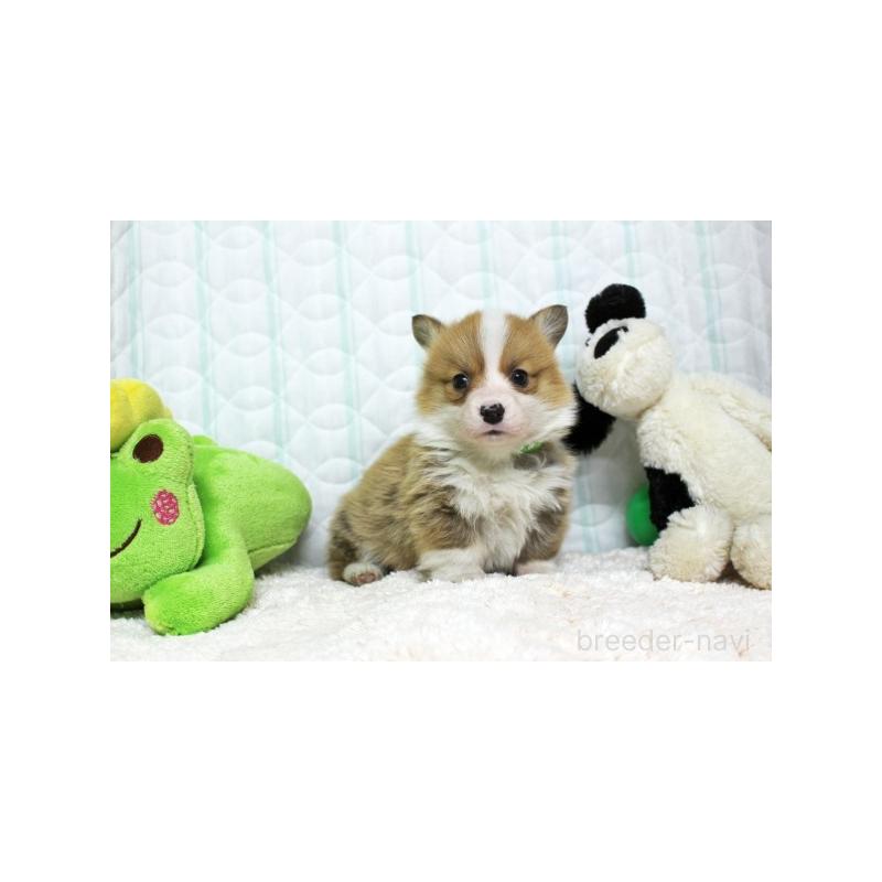 販売中の栃木県のウェルシュコーギーペンブローク-441130の1枚目