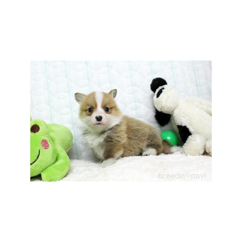 販売中の栃木県のウェルシュコーギーペンブローク-441130の4枚目