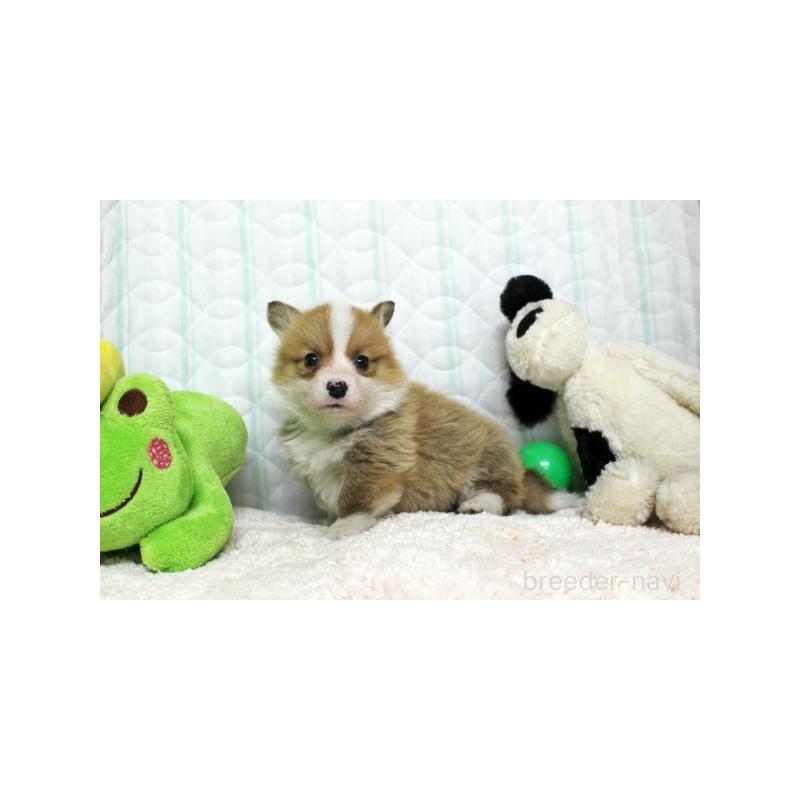 販売中の栃木県のウェルシュコーギーペンブローク-441130の2枚目