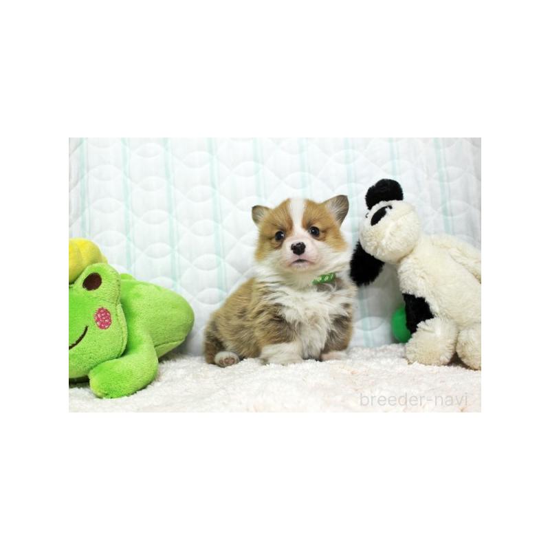 販売中の栃木県のウェルシュコーギーペンブローク-441130の3枚目