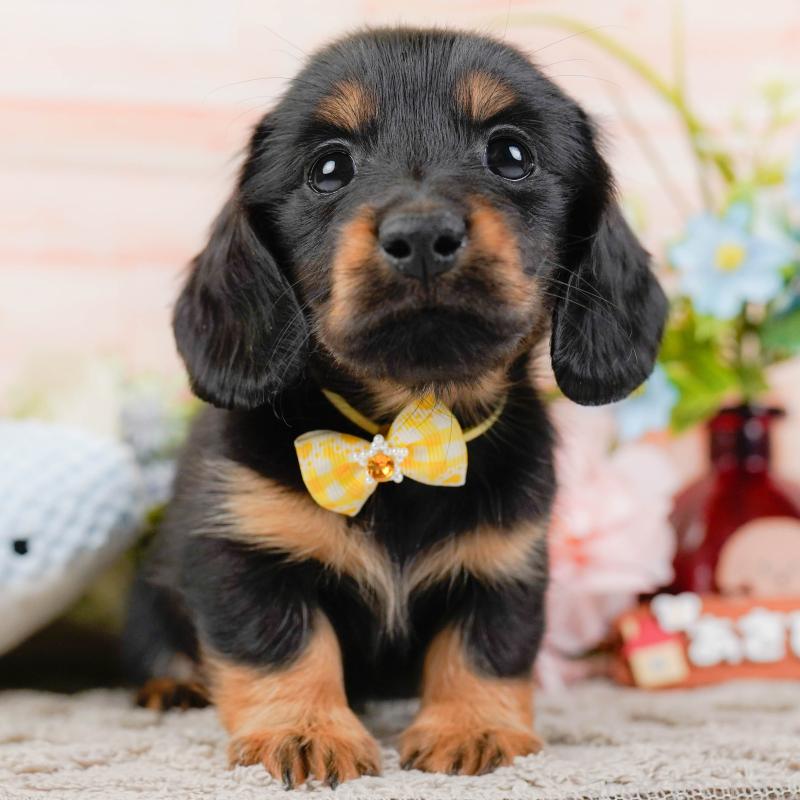 販売中の神奈川県のカニンヘンダックスフンド(ロングヘアード)-441133の1枚目