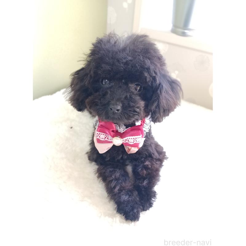 販売中の大阪府のティーカッププードル-417037