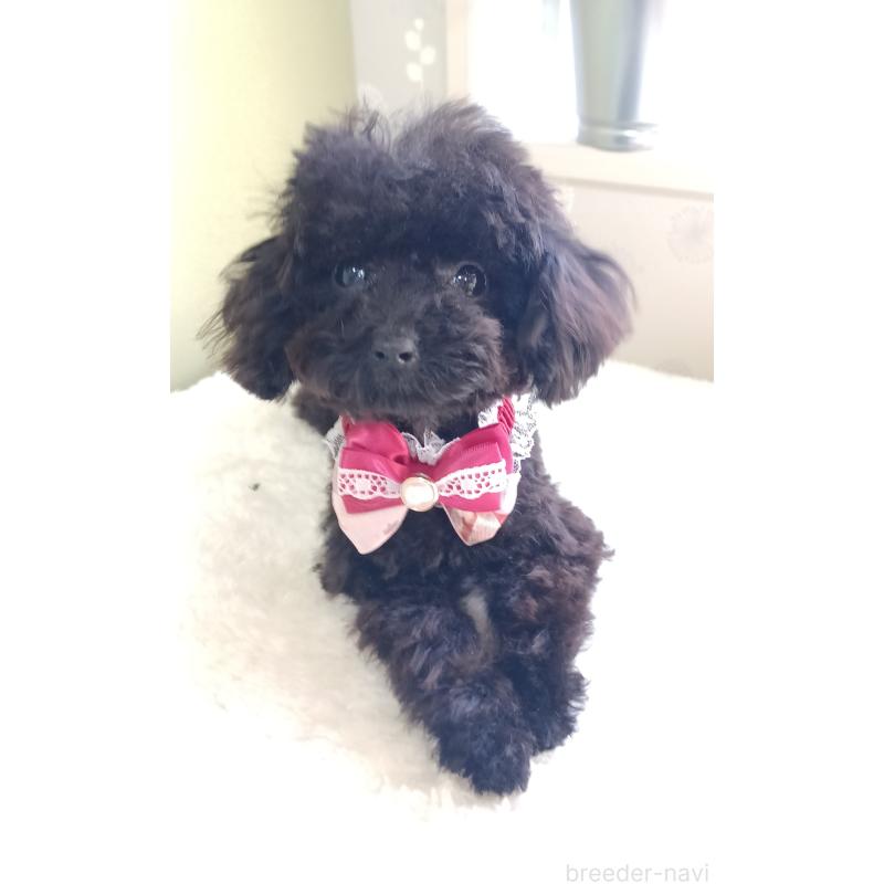 販売中の大阪府のティーカッププードル-417037の4枚目