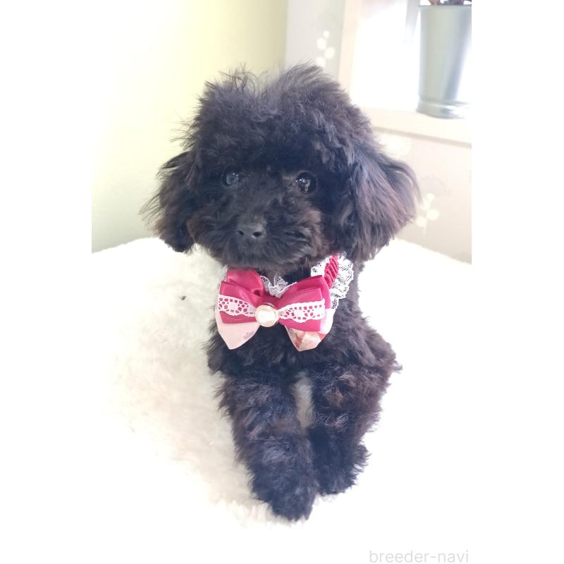 販売中の大阪府のティーカッププードル-417037の3枚目