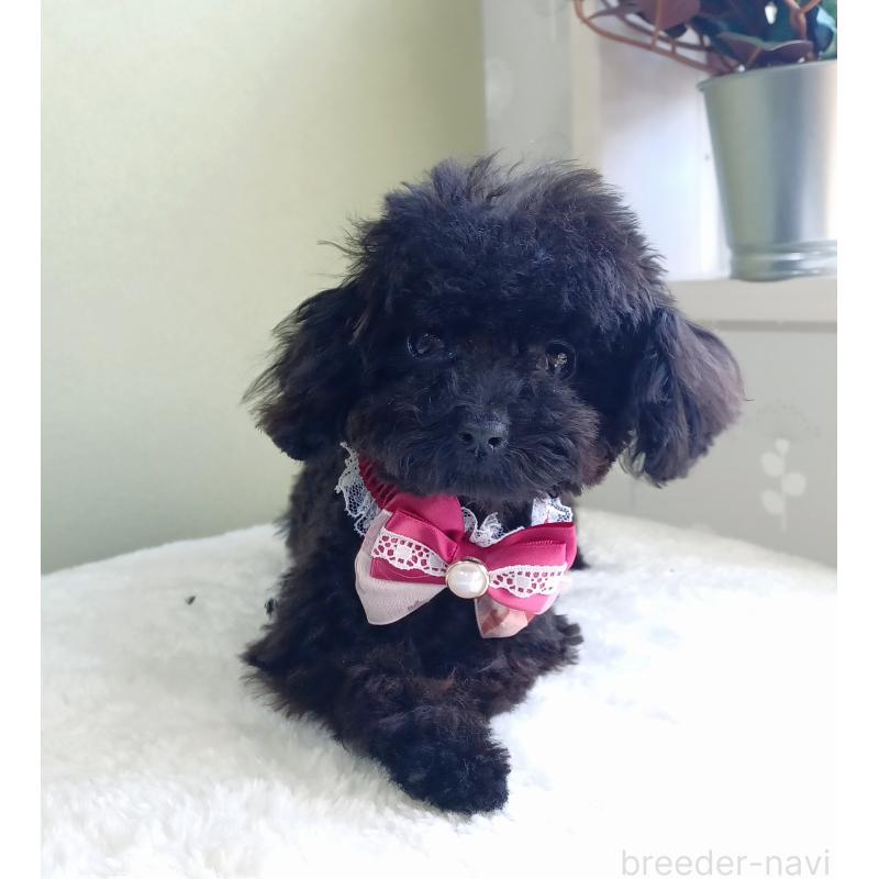 販売中の大阪府のティーカッププードル-417037の2枚目