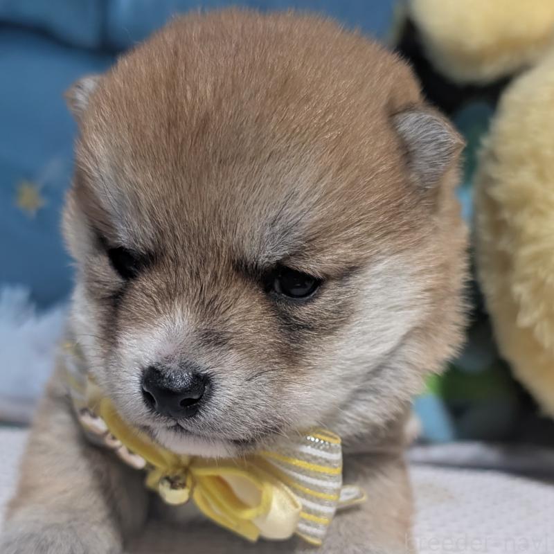 販売中の岡山県の豆柴-441132の4枚目