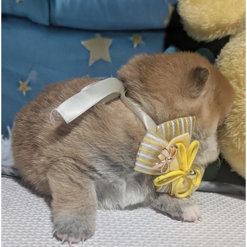 販売中の岡山県の豆柴-441132の3枚目