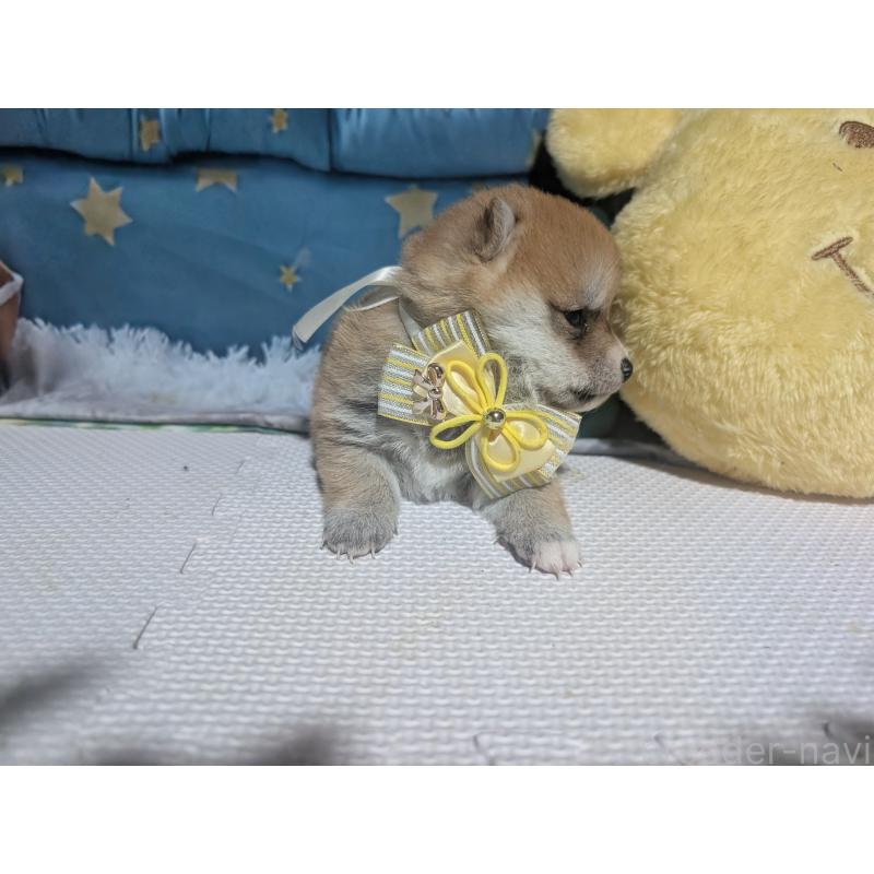 販売中の岡山県の豆柴-441132の2枚目