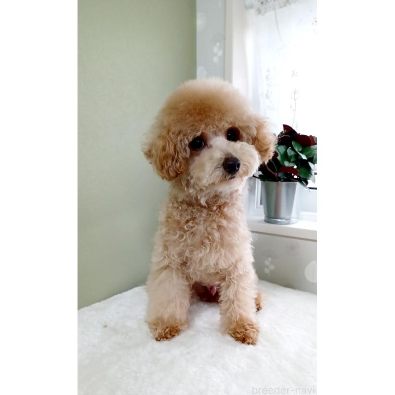 販売中の大阪府のタイニープードル-393321