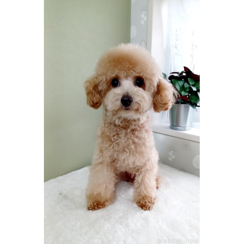販売中の大阪府のタイニープードル-393321の4枚目