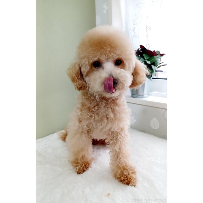 販売中の大阪府のタイニープードル-393321の2枚目
