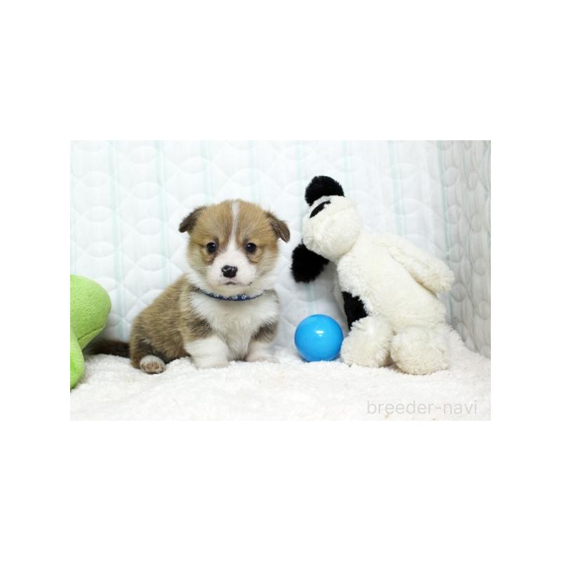 販売中の栃木県のウェルシュコーギーペンブローク-441131