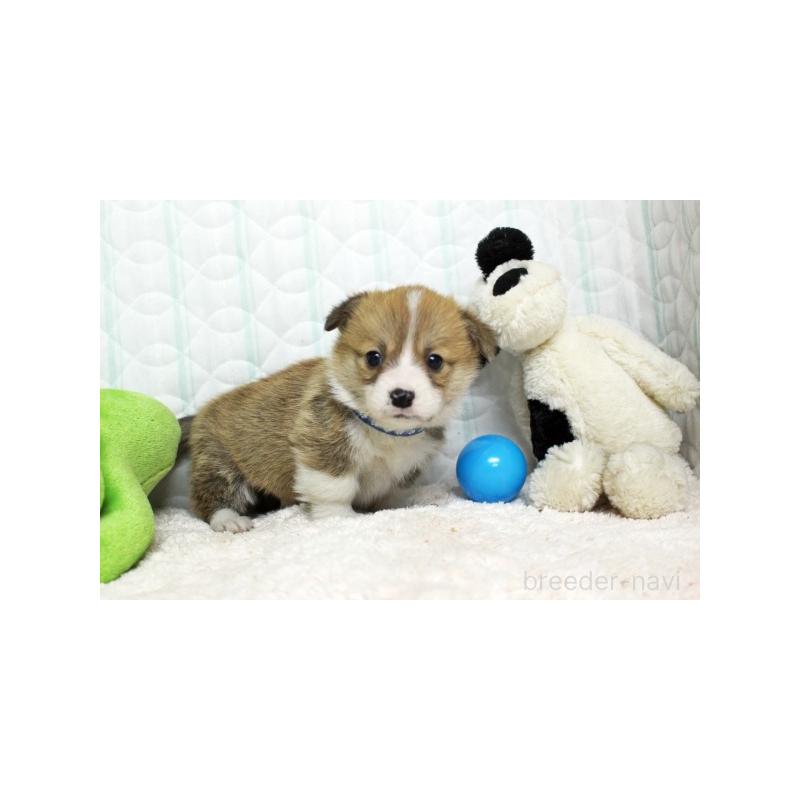 販売中の栃木県のウェルシュコーギーペンブローク-441131の4枚目