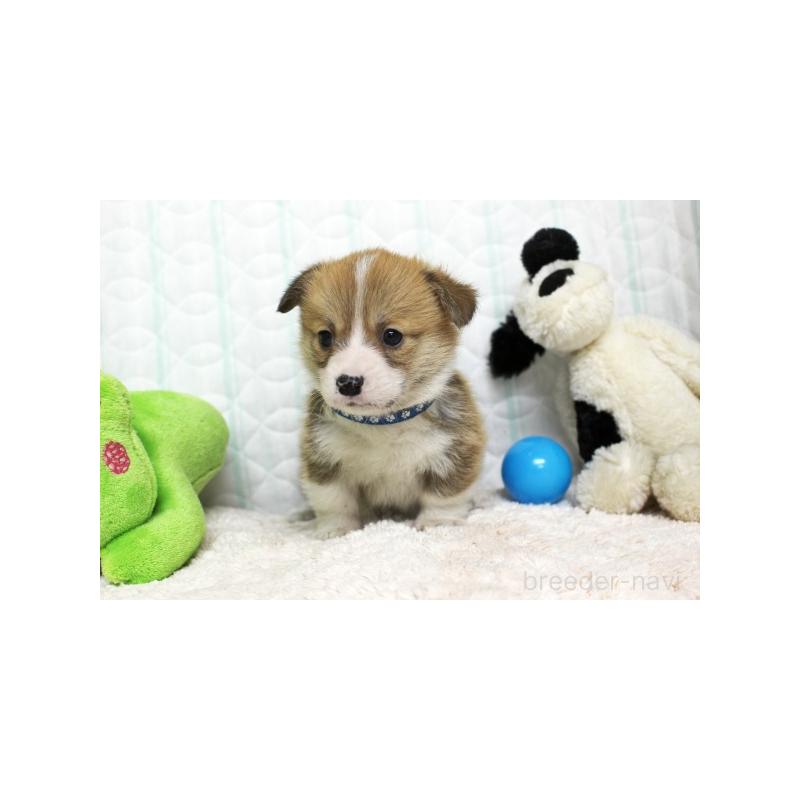 販売中の栃木県のウェルシュコーギーペンブローク-441131の5枚目