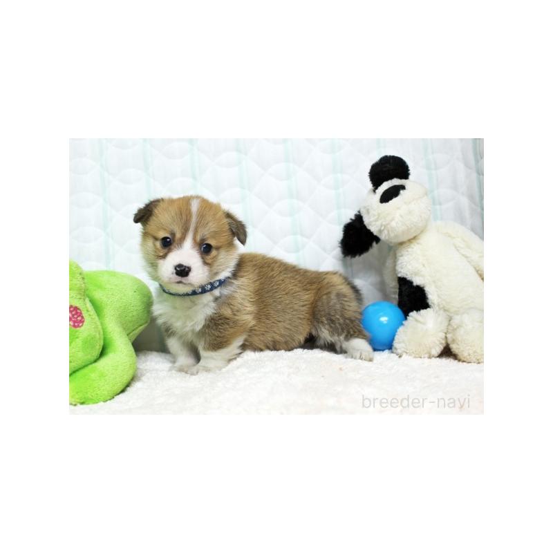 販売中の栃木県のウェルシュコーギーペンブローク-441131の3枚目