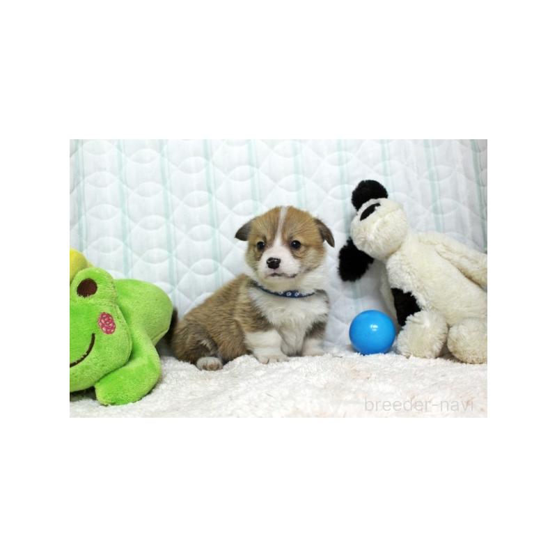 販売中の栃木県のウェルシュコーギーペンブローク-441131の2枚目