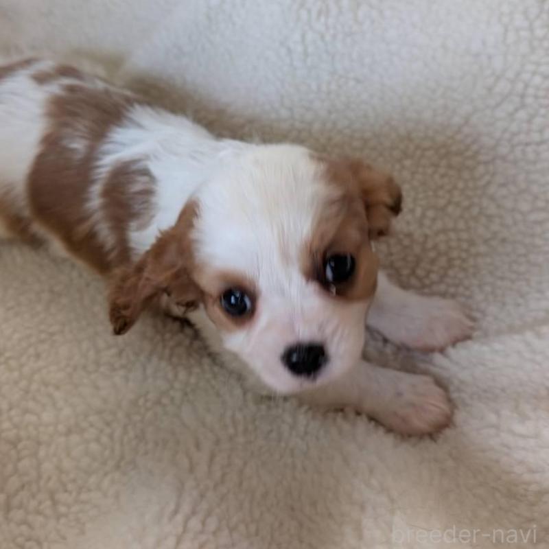 商談中の埼玉県のキャバリアキングチャールズスパニエル-433015