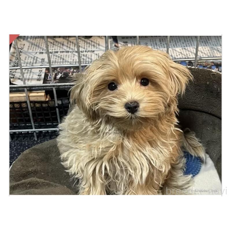 販売中の沖縄県のミックス犬-441134の3枚目