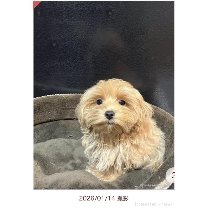 販売中の沖縄県のミックス犬-441134の2枚目