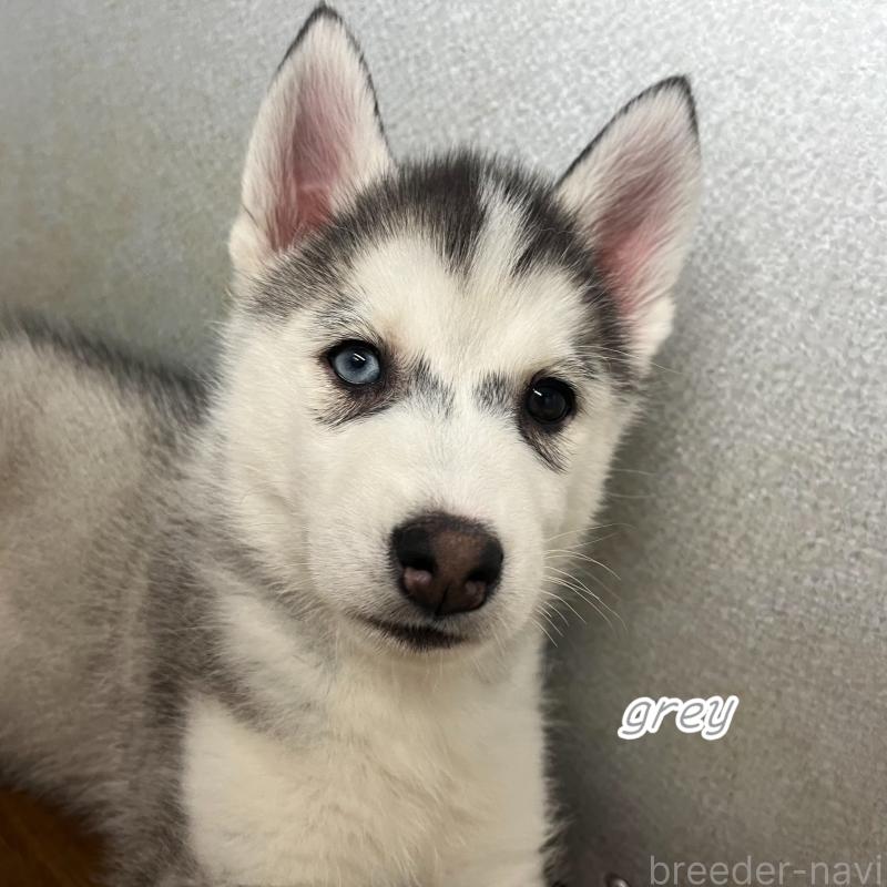 販売中の青森県のシベリアンハスキー-431599の4枚目
