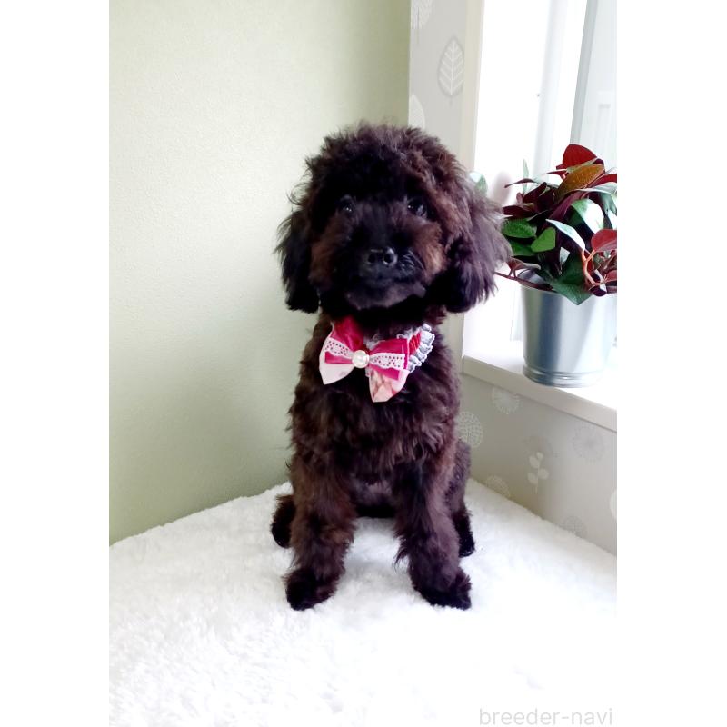 販売中の大阪府のトイプードル-376801の4枚目