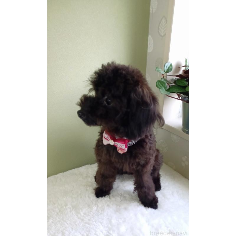 販売中の大阪府のトイプードル-376801の3枚目