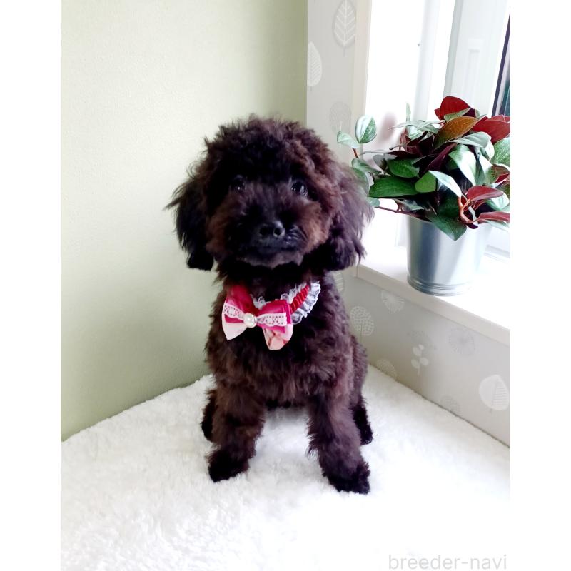 販売中の大阪府のトイプードル-376801の2枚目