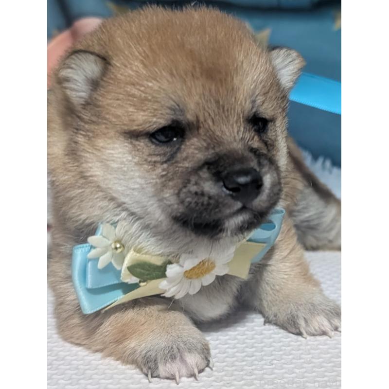 販売中の岡山県の豆柴-441136の2枚目